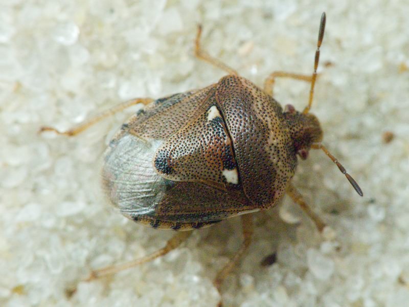 Stagonomus bipunctatus (Linnaeus, 1758)